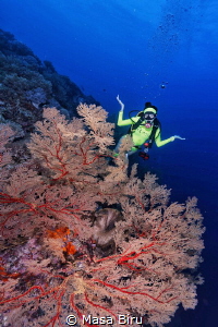 perfect coral by Masa Biru 